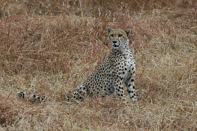 Foto cheetah in Afrika, Tanzania, Kenia