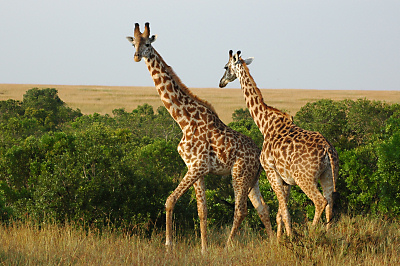Foto giraffen in afrika, tanzania, kenia
