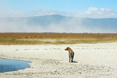 Foto hyena in Afrika, Tanzania, Kenia