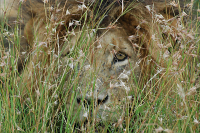 Foto leeuw in Afrika, Tanzania, Kenia